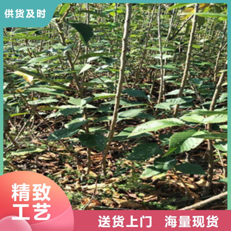 樱花钙果苗厂家直销