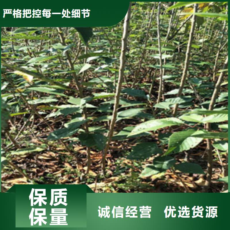 樱花【绿化树绿化工程】支持非标定制