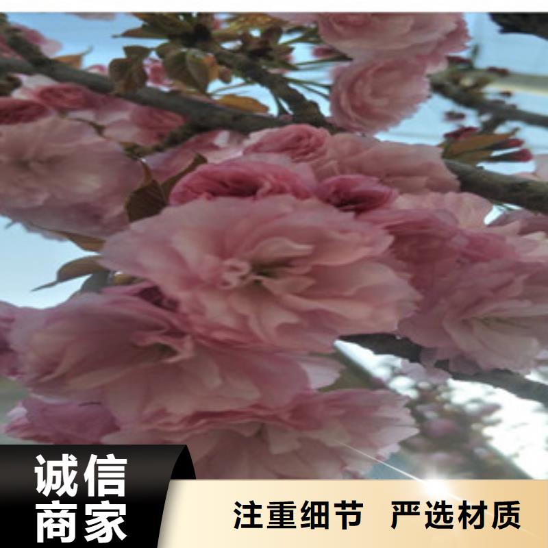 樱花蓝莓苗大库存无缺货危机