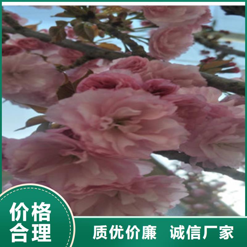 樱花占地果树把实惠留给您