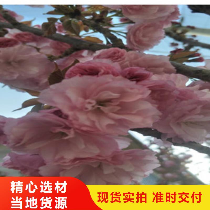 樱花蓝莓苗真正的源头厂家