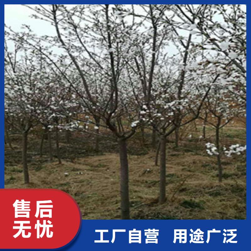 樱花占地果树实力公司