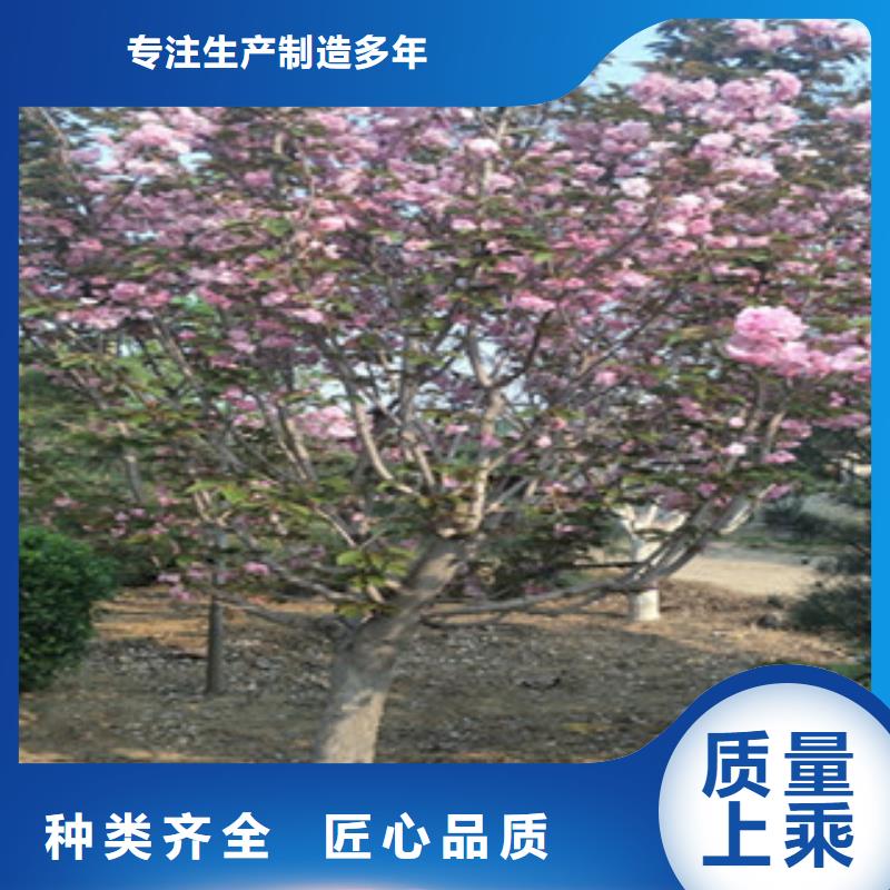 樱花占地果树细节严格凸显品质