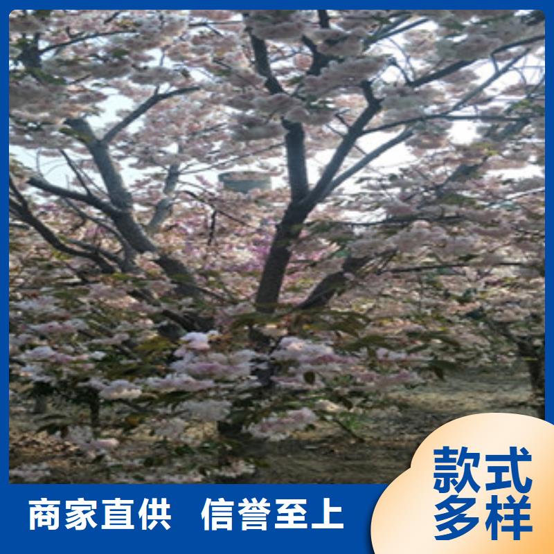 樱花占地果树细节严格凸显品质