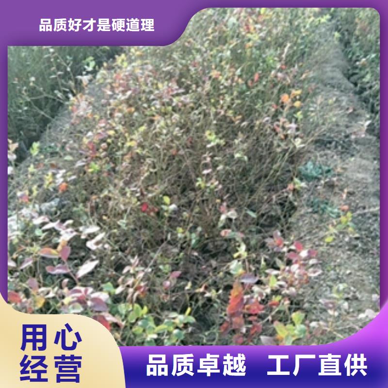 蓝莓苗核桃苗樱花苗长果桑树苗做工精细