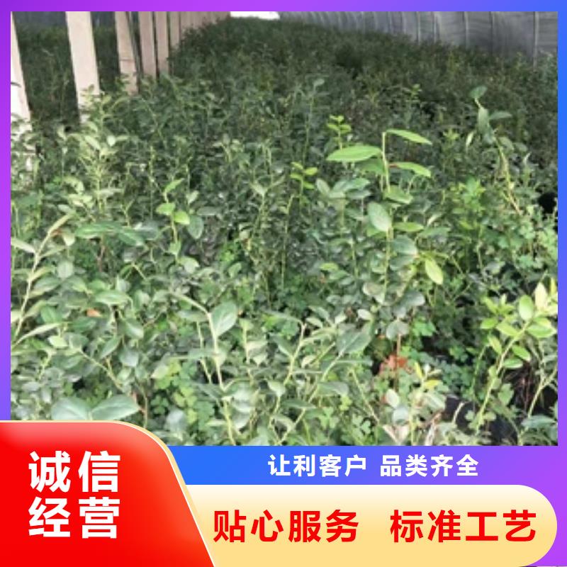 蓝莓苗占地果树真材实料加工定制