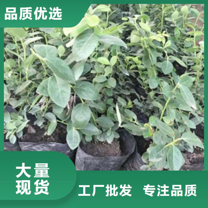 蓝莓苗核桃苗樱花苗长果桑树苗支持大批量采购