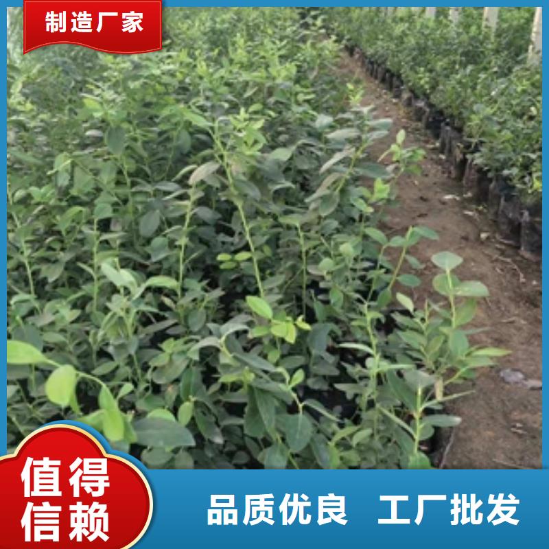 【蓝莓苗核桃苗樱花苗长果桑树苗懂您所需】