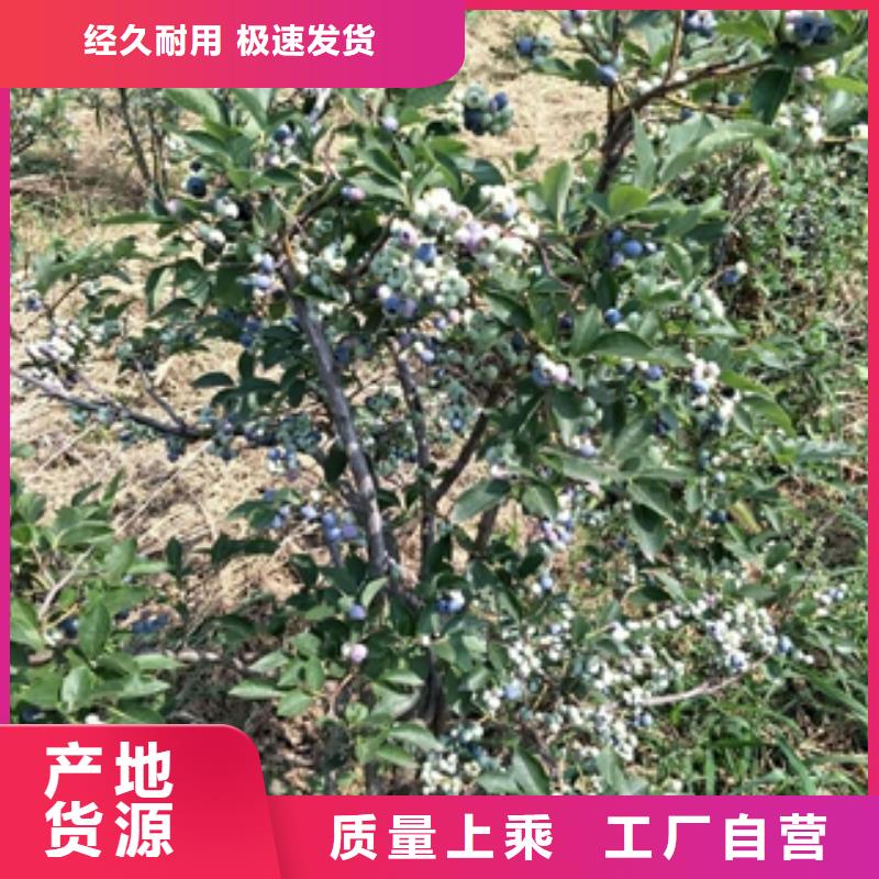 【蓝莓苗】核桃苗樱花苗长果桑树苗厂家直销直供