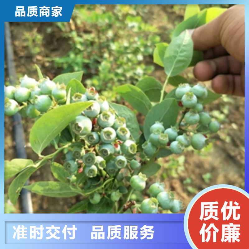 蓝莓苗绿化树绿化工程质量无忧