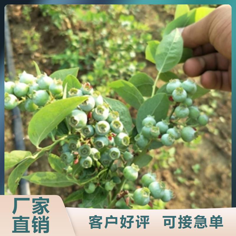 【蓝莓苗核桃苗樱花苗长果桑树苗懂您所需】