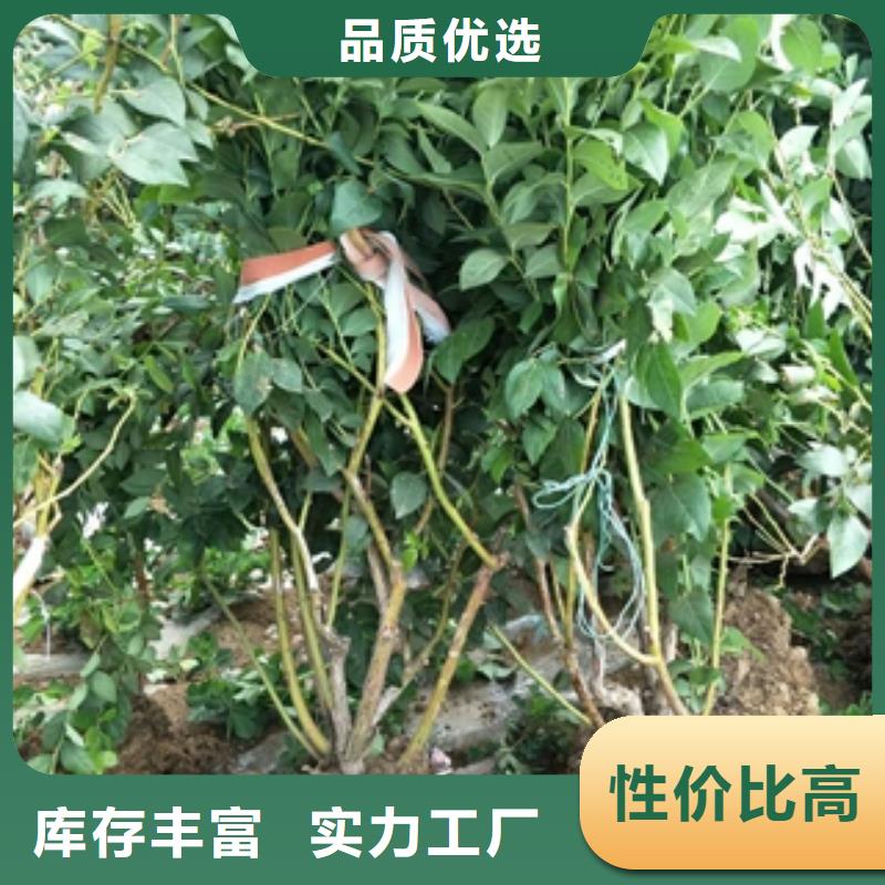 蓝莓苗【核桃苗樱花苗长果桑树苗】款式多样