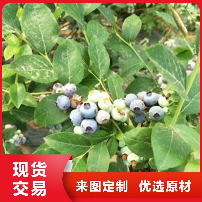 蓝莓苗绿化树绿化工程质量无忧