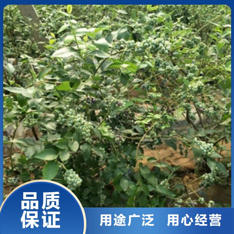 【蓝莓苗-核桃苗樱花苗长果桑树苗厂家规格全】