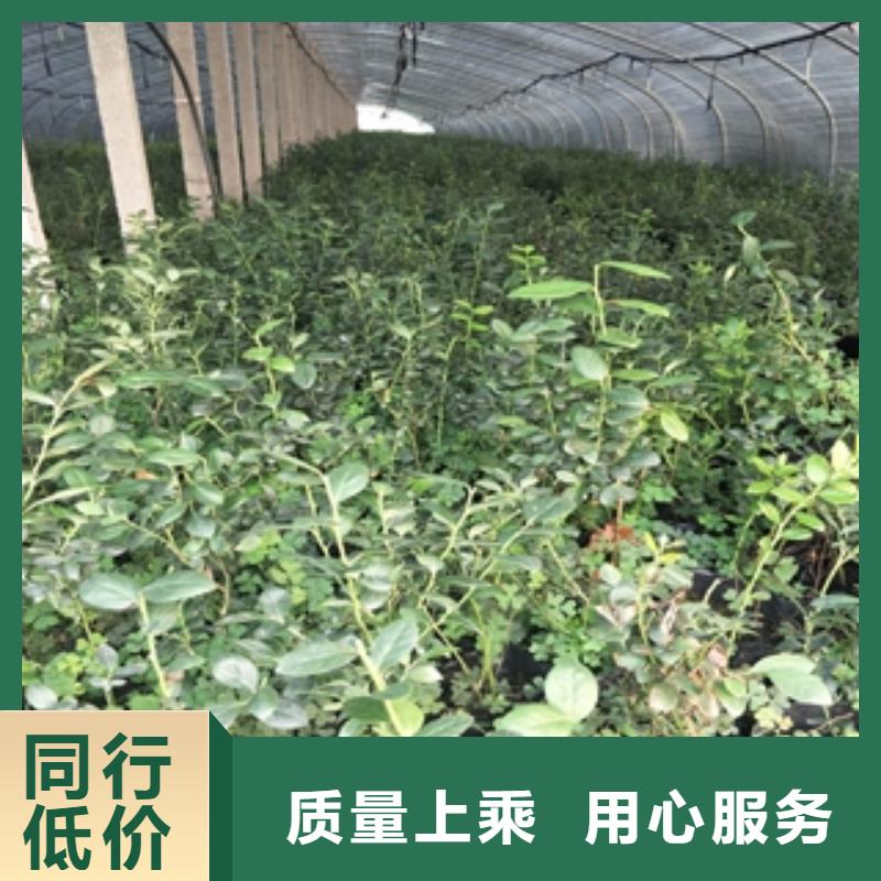 蓝莓苗碧桃支持加工定制