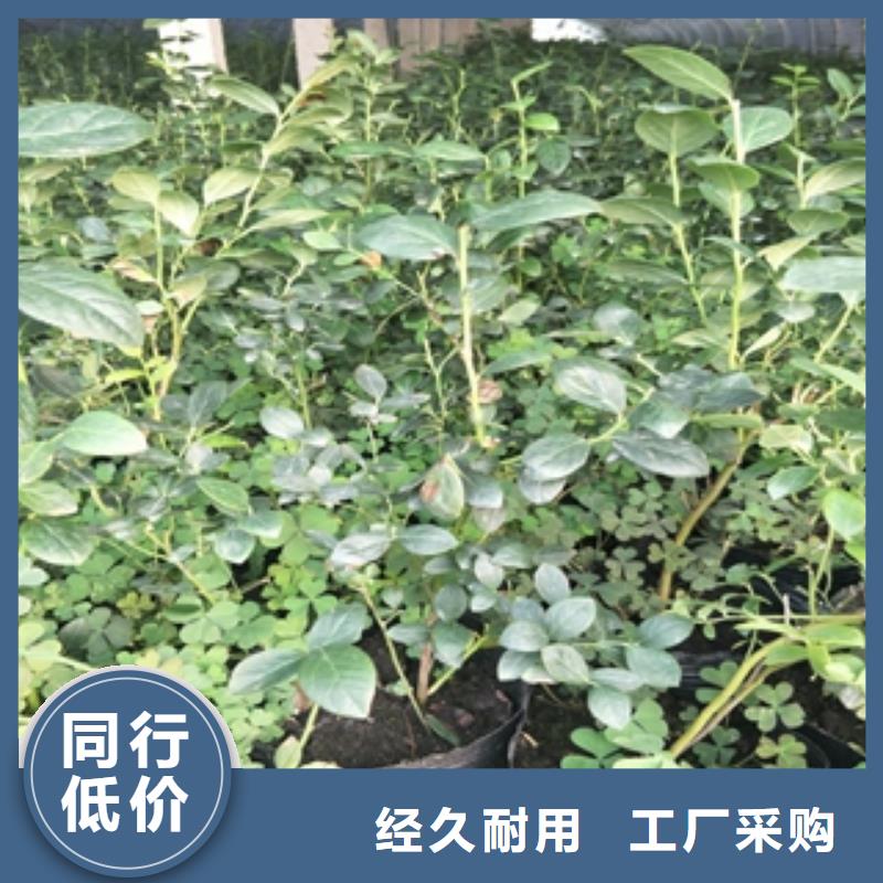 蓝莓苗【核桃苗樱花苗长果桑树苗】直销厂家