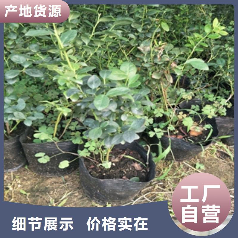 蓝莓苗国槐质量检测