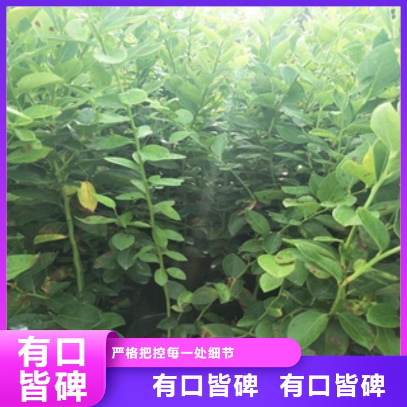 蓝莓苗【核桃苗樱花苗长果桑树苗】直销厂家