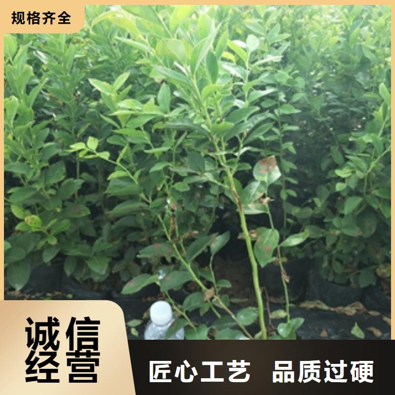 蓝莓苗,核桃苗樱花苗长果桑树苗专业供货品质管控