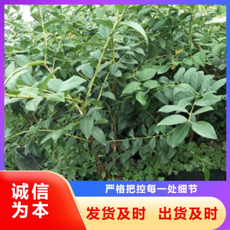 蓝莓苗【核桃苗樱花苗长果桑树苗】直销厂家