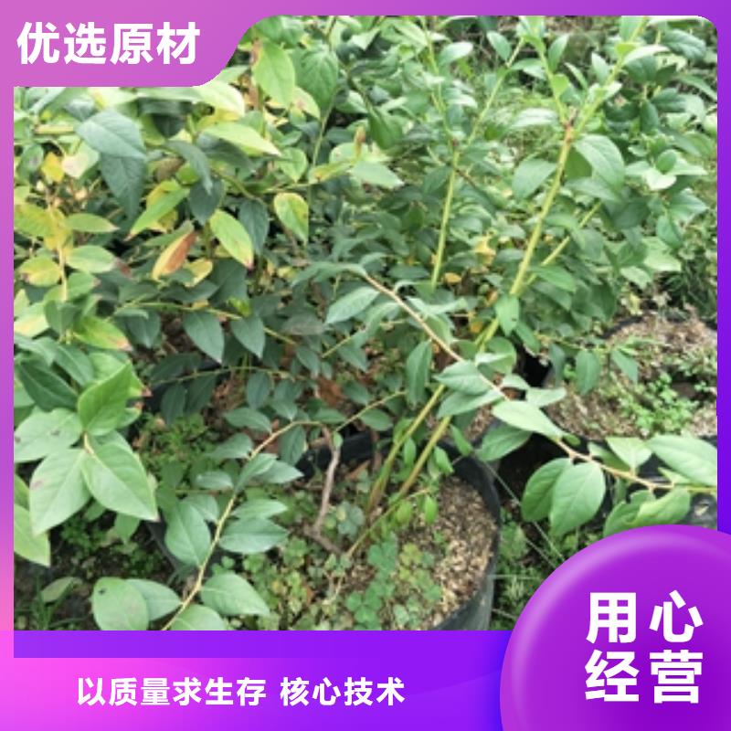 【蓝莓苗核桃苗樱花苗长果桑树苗懂您所需】