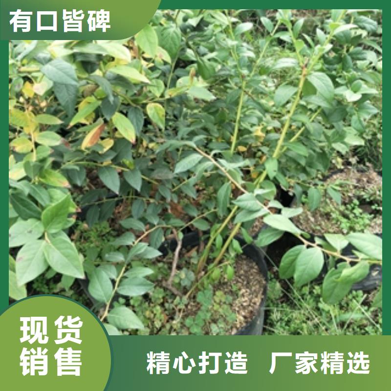 蓝莓苗【泰山景松造型景松】细节严格凸显品质