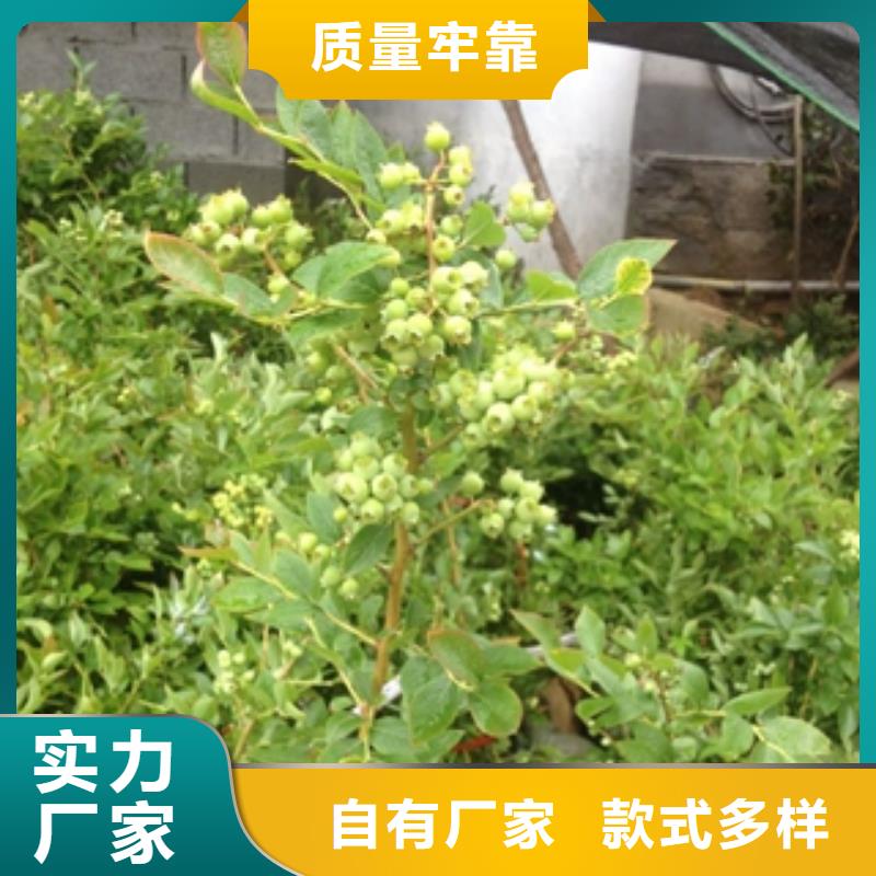 【蓝莓苗核桃苗樱花苗长果桑树苗价格透明】