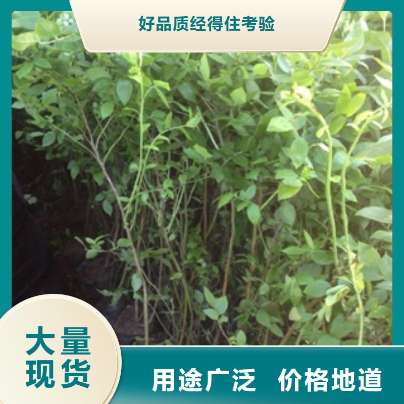 【蓝莓苗-核桃苗樱花苗长果桑树苗厂家规格全】