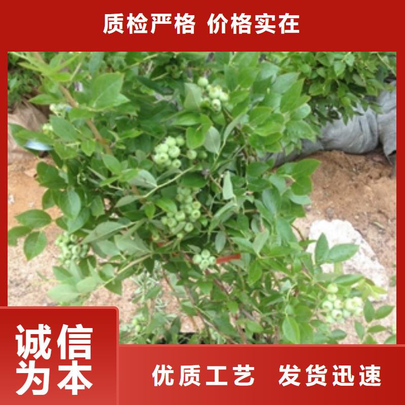 【蓝莓苗核桃苗樱花苗长果桑树苗懂您所需】