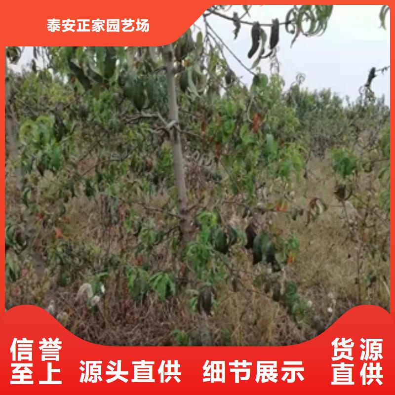 【桃树】蓝莓苗24小时下单发货