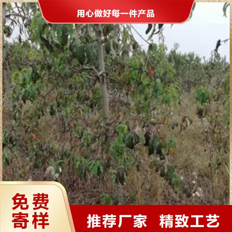 【桃树】核桃苗樱花苗长果桑树苗实地大厂