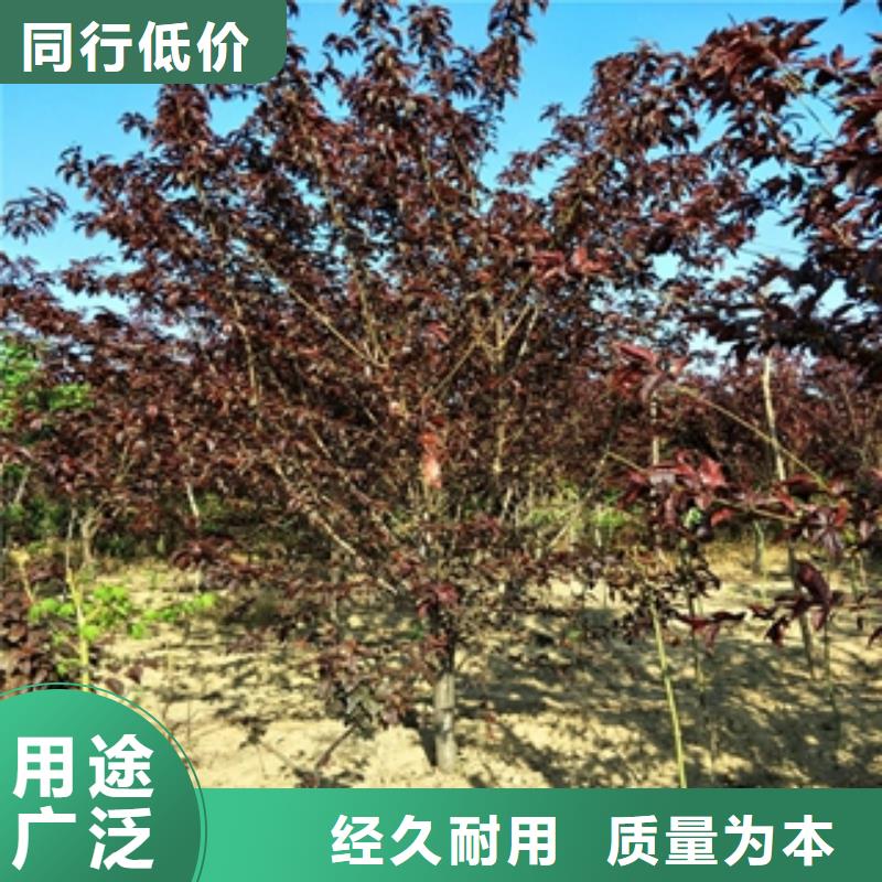 【桃树】,占地果树原料层层筛选