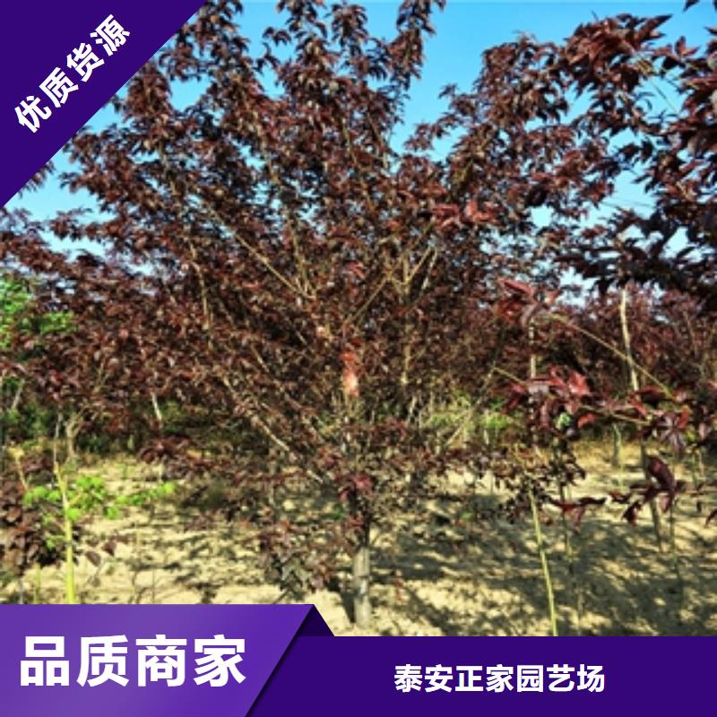 【桃树-泰山景松造型景松精选优质材料】