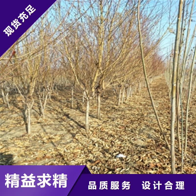 【桃树】占地果树工厂直营