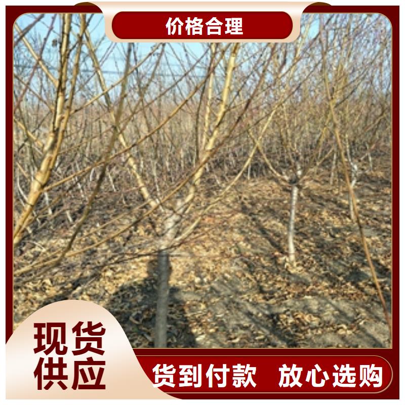 桃树【占地果树】重信誉厂家