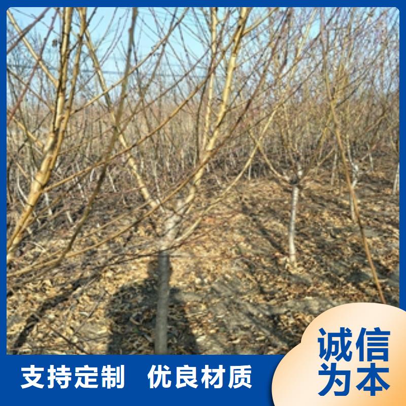 桃树-泰山景松造型景松诚信经营现货现发