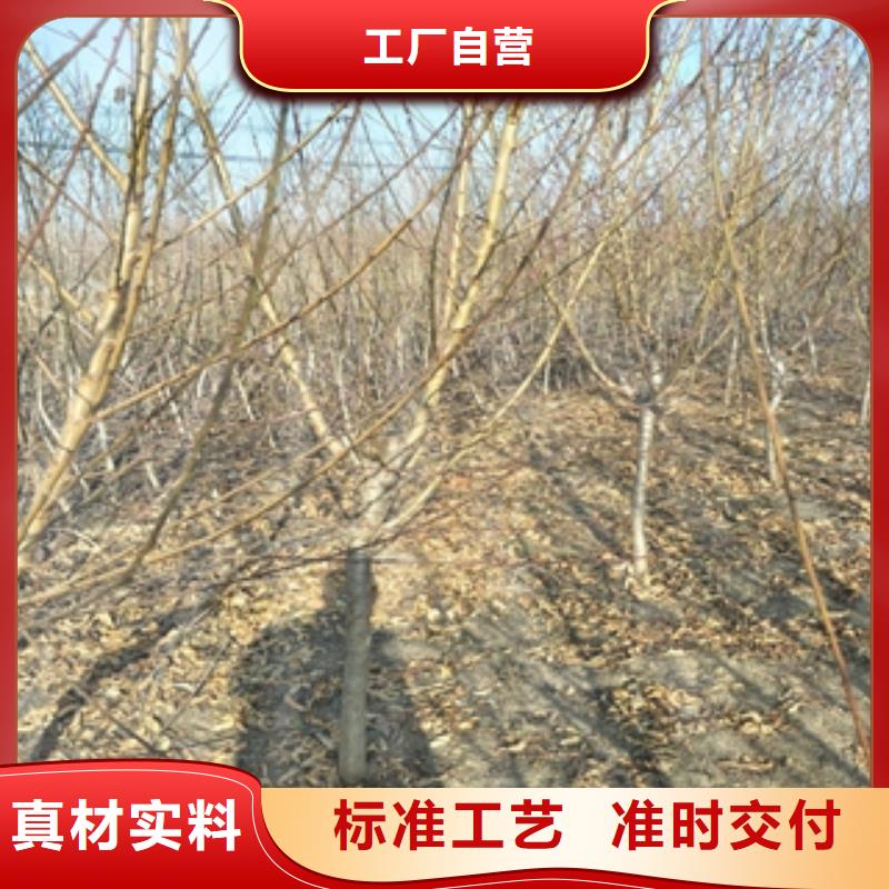 【桃树泰山景松造型景松安装简单】