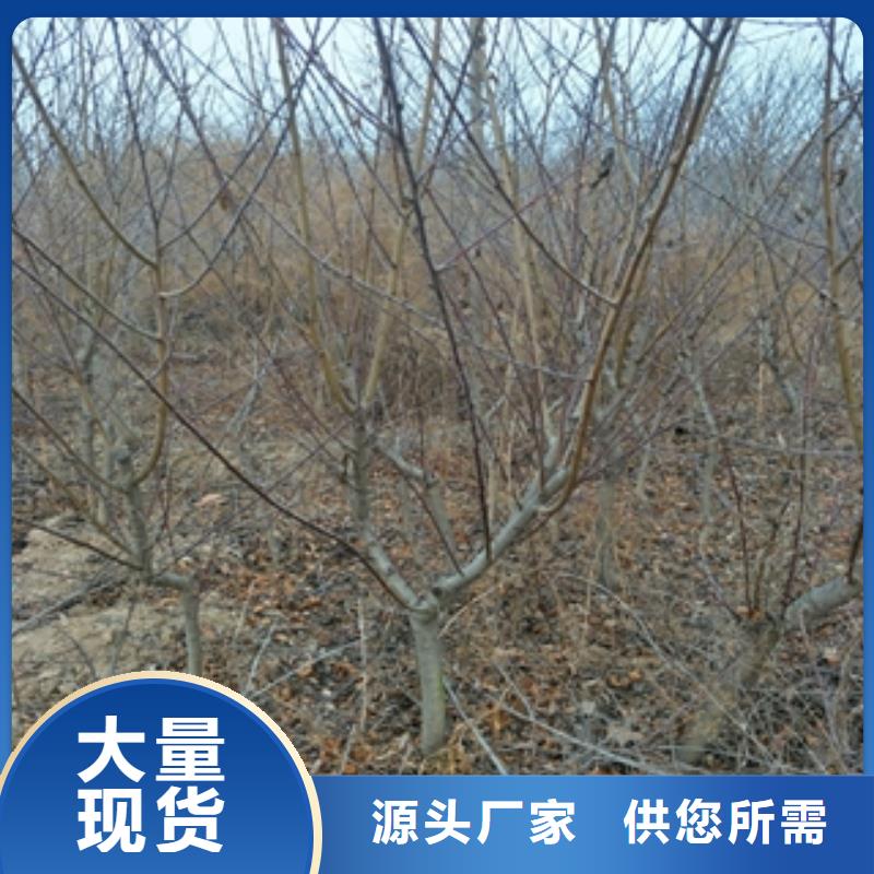 桃树占地果树原料层层筛选