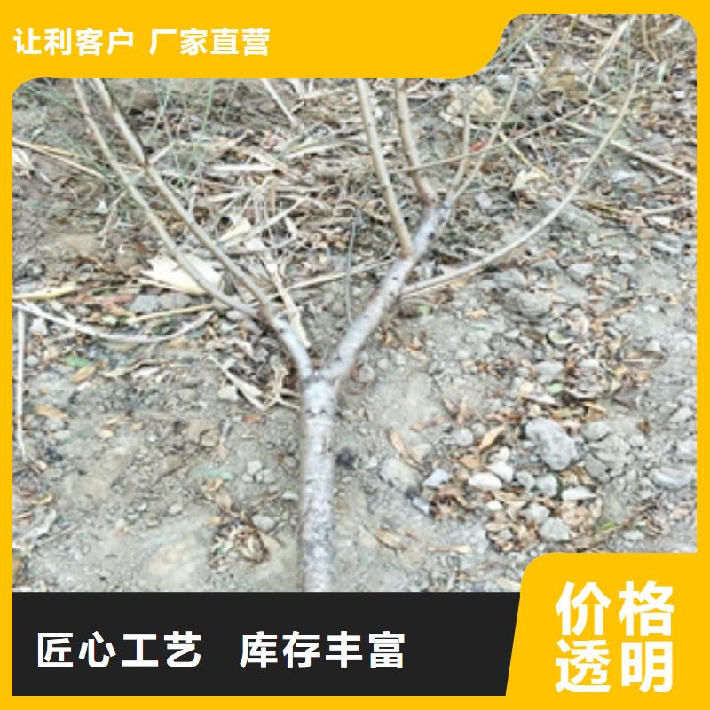 桃树【占地果树】从厂家买售后有保障