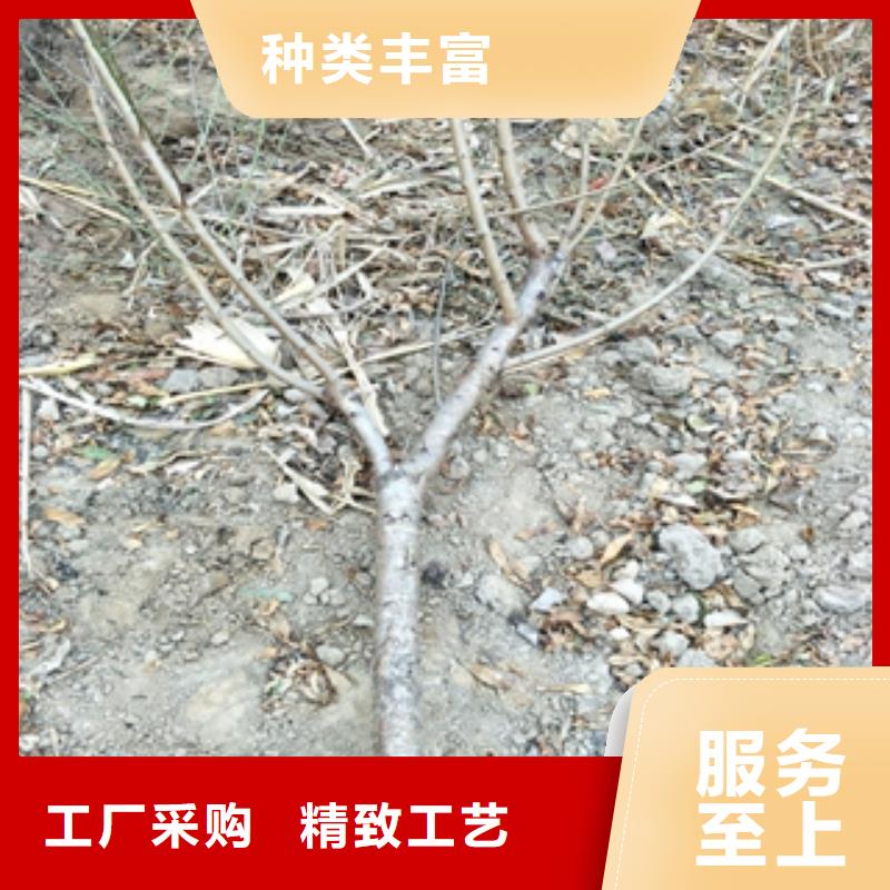 【桃树核桃苗樱花苗长果桑树苗生产型】