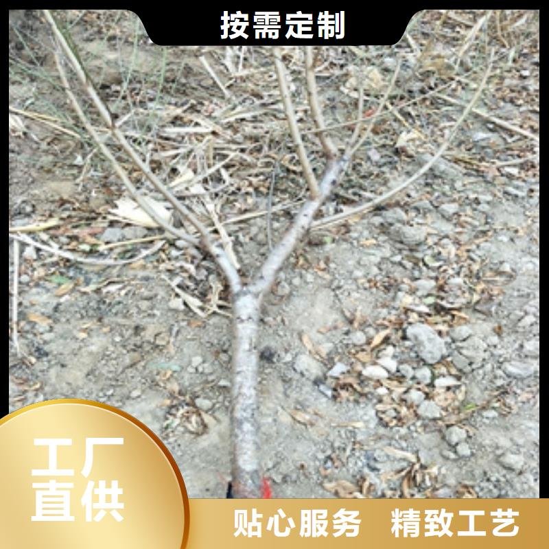 【桃树蓝莓苗好厂家有担当】