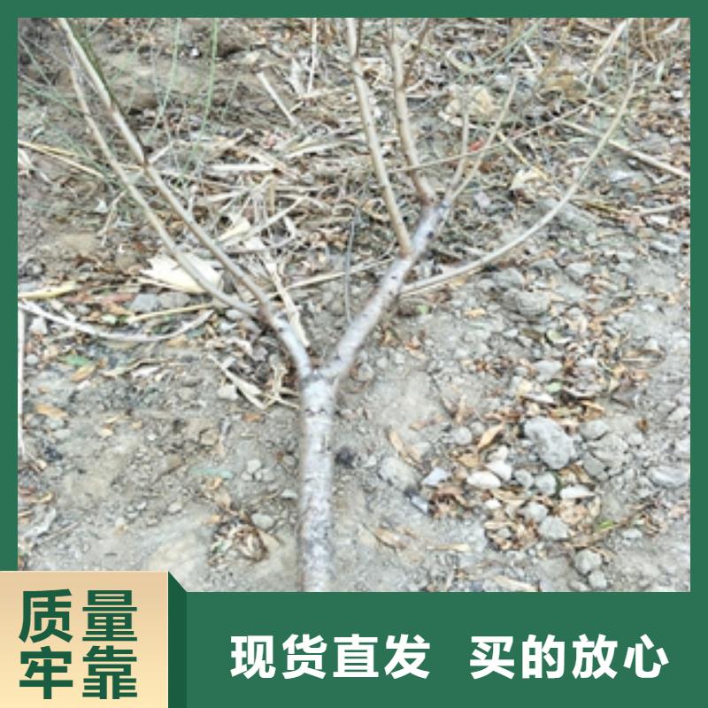 【桃树】占地果树工厂直营