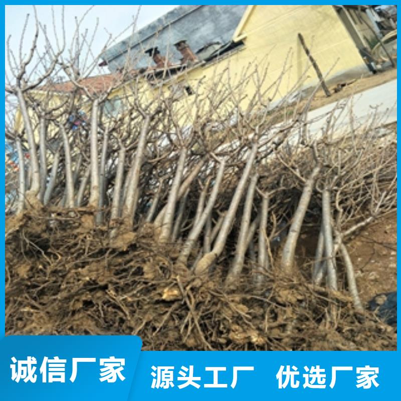 桃树占地果树原料层层筛选