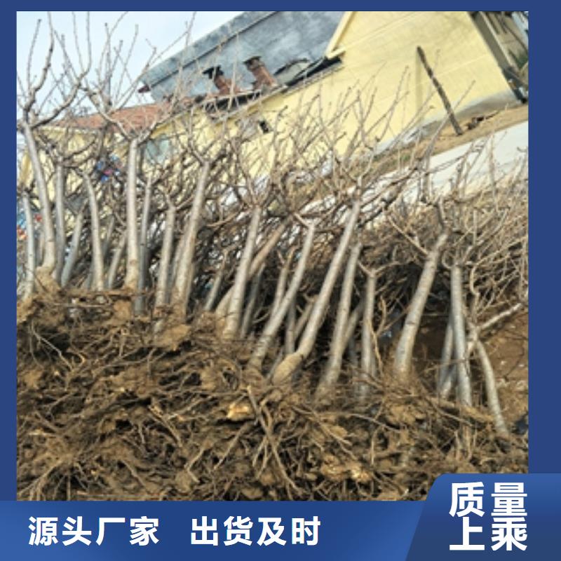 【桃树占地果树生产厂家】