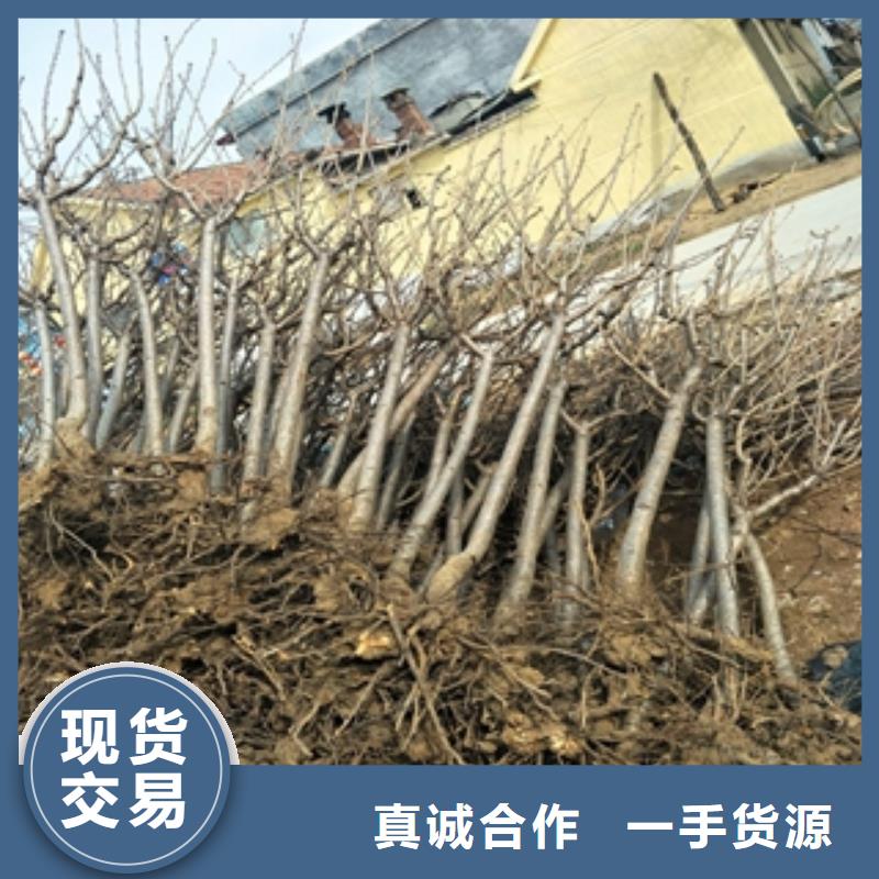 桃树_钙果苗量大从优