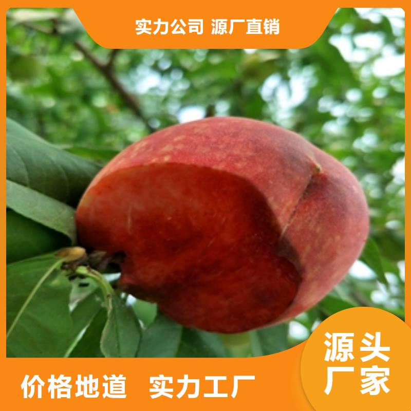 桃树钙果苗原料层层筛选