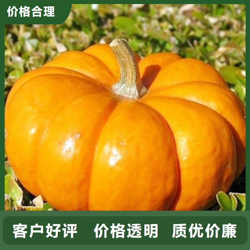 南瓜粒全国发货