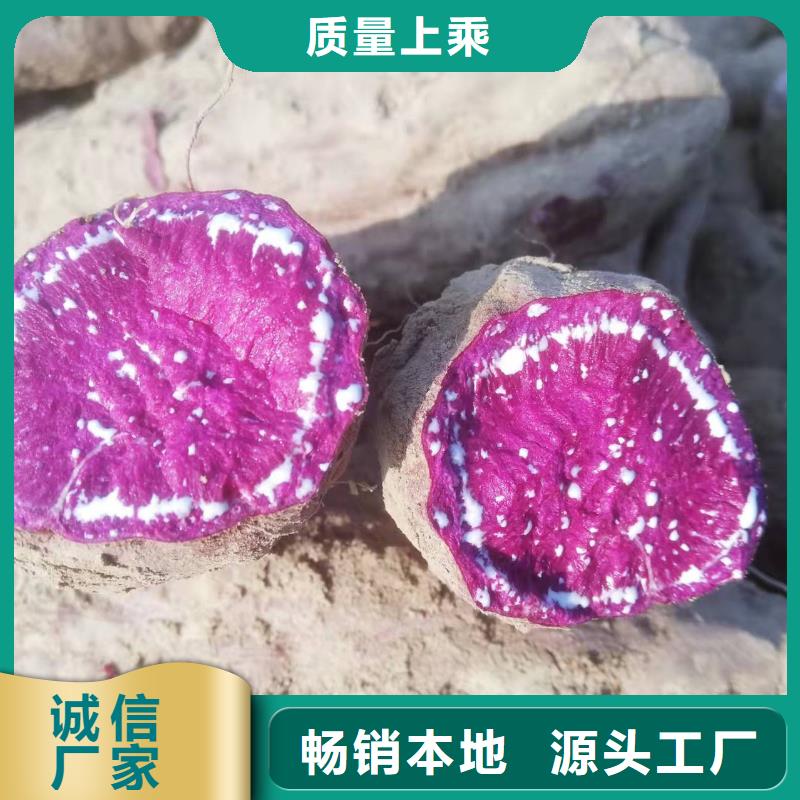 脱毒红薯苗（西瓜红）质优价廉