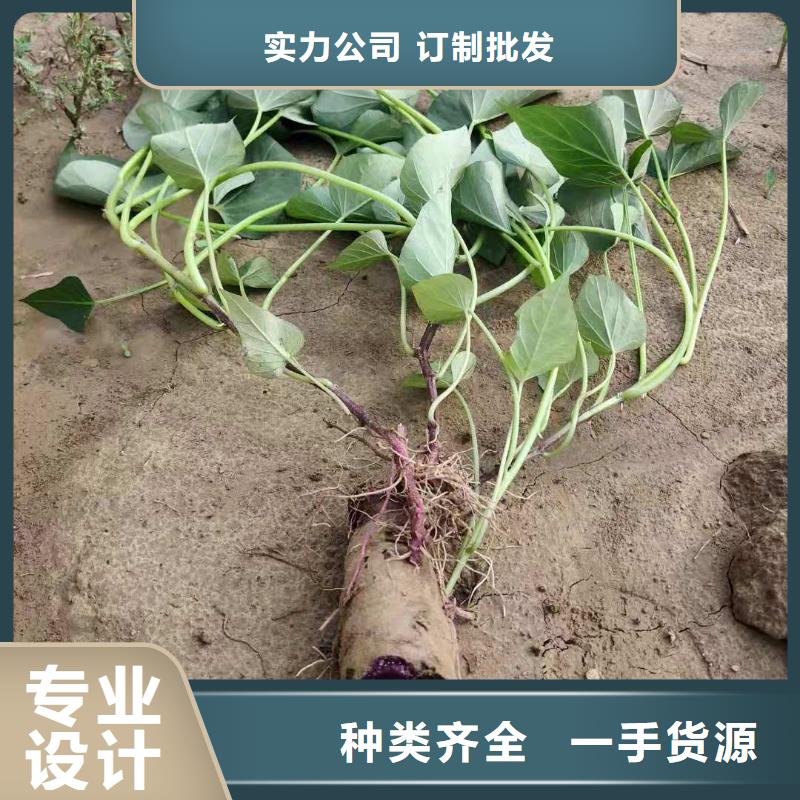 紫薯苗无虫害