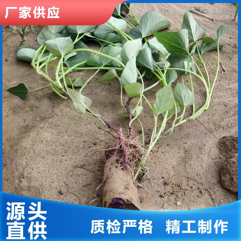 甘薯苗（紫红薯苗）价格